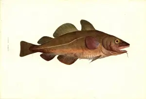 William MacGillivray Artwork Prints: Gadus morhua, cod