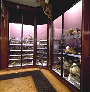 Natural History Museum Tring Prints: Gallery 1
