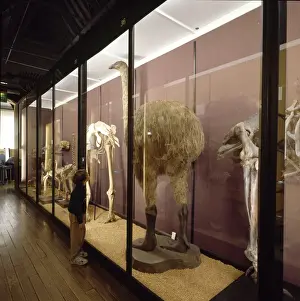 Natural History Museum Tring Prints: Gallery 6