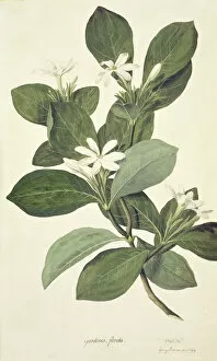 Pacific Collection: Gardenia taitensis, Tahitian gardenia