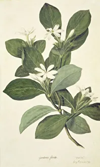 Gardenia taitensis, Tahitian gardenia Gardenia taitensis, Tahitian gardenia