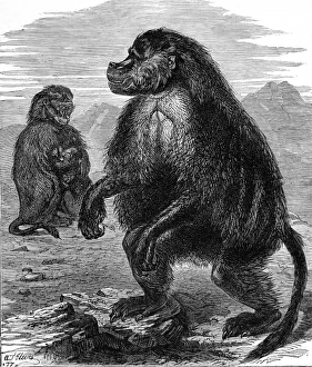 Gelada Monkeys at the Alexandra Palace, London, 1877 Gelada Monkeys at the Alexandra Palace, London, 1877