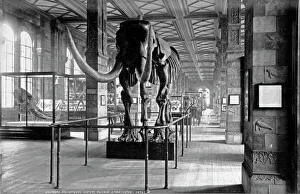Geological Gallery Natural History Museum 1892 Geological Gallery Natural History Museum 1892