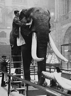 George the Elephant Print, 1935