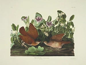 Geotrygon chrysia, Key West quail dove Geotrygon chrysia, Key West quail dove