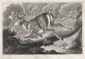 Wildlife Art Prints Online Prints: German Deer Leaping