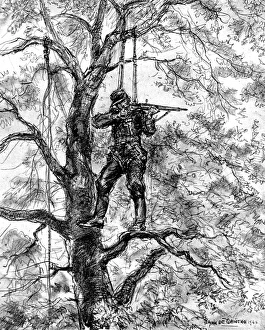 German Sniper in a tree, Normandy, 1944 German Sniper in a tree, Normandy, 1944