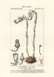 Ghost plant or Indian pipe, Monotropa uniflora Ghost plant or Indian pipe, Monotropa uniflora