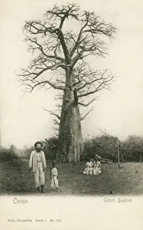 Giant Baobab Tree - Congo, Central Africa Giant Baobab Tree - Congo, Central Africa