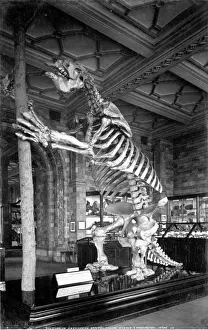 Sloth Prints: Giant Ground Sloth Print, Megatherium Americanum Skeleton