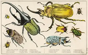 Vintage Insect Collection Prints: Gigantic Beetle Etc