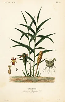 Ginger or ginger root, Zingiber officinale Ginger or ginger root, Zingiber officinale