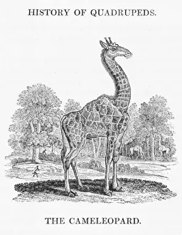 Prints of giraffa camelopardalis The Cameleopard as it is known in Bewicks day is the worlds tallest animal, standing over 5.5m tall. The okapi is a relative Giraffe Prints: Giraffe (Bewick) Print: Camelopard, standing over 5.5m tall