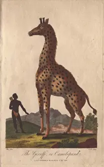 Handcolored Copperplate Prints: Giraffe or camelopard, towering over a native