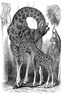 Giraffe and her young, London Zoo, 1849 Giraffe and her young, London Zoo, 1849