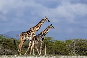 African Wildlife Mammals Prints: Giraffes