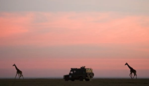 Giraffes - Watched by tourists in Land Rover Giraffes - Watched by tourists in Land Rover