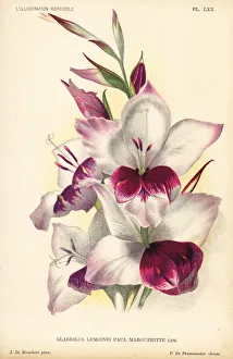 Gladiolus lemoinei hybrid, Paul Margueritte Gladiolus lemoinei hybrid, Paul Margueritte