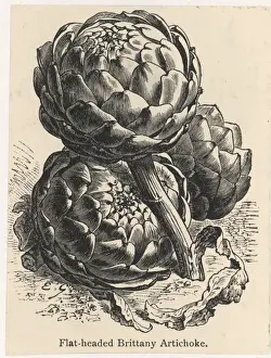 Vegetable Gardening Tips Prints: Globe Artichoke