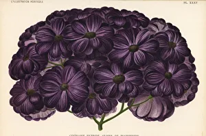 Gloire de Moortebeek, Pericallis cruenta hybrid Gloire de Moortebeek, Pericallis cruenta hybrid