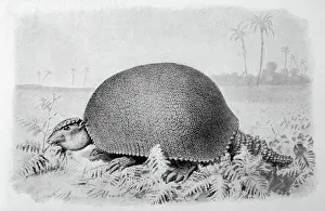 Prints of a gigantic forerunner of the armadillo, from the Pleistocene period in South America (near Buenos Aires) more than two metres in length Armadillo Prints: Glyptodon Asper Print: A Large Pleistocene Armadillo Fossil