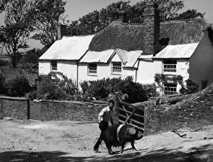 Print of a Young Man Goading a Sow in Galmpton, Devon