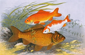 Golden Carp (Goldfish) and Bronze Carp Golden Carp (Goldfish) and Bronze Carp