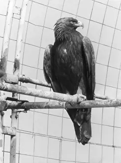 Prints of A Golden Eagle. Date: 1960s Golden Eagle Prints: Golden Eagle Print, 1960s