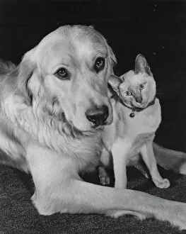 Cats Collection: Golden Retriever and Siamese Cat