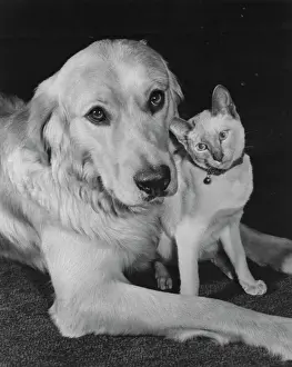 Vintage Animal Photos Prints: Golden Retriever and Siamese Cat