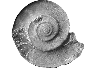 Gonioclymenia laevigata, ammonoid Gonioclymenia laevigata, ammonoid