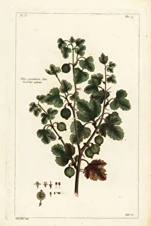 Gooseberry, Ribes grossularia. Linn. Grosselier epineux Gooseberry, Ribes grossularia. Linn. Grosselier epineux