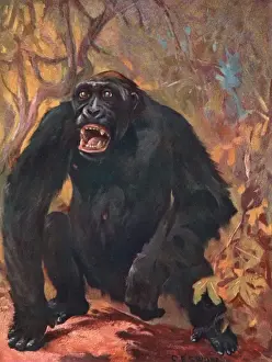 Male Gorilla Prints: Gorilla / Cuthbert Swan