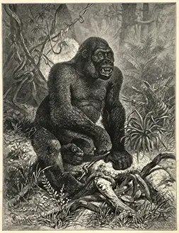 Primate Animal Pictures Prints: The Gorillla