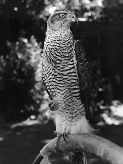 Birds Of Prey Artwork Prints: A GOSHAWK
