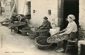 Grading the quality of collected prunes at Agen, France Grading the quality of collected prunes at Agen, France