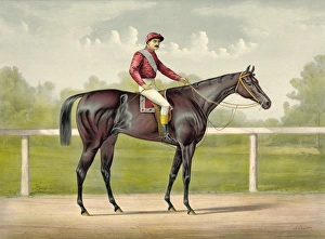 Grand racer Kingston, by Spendthrift: dam imp. Kapanga, by V Grand racer Kingston, by Spendthrift: dam imp. Kapanga, by V