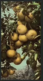 Nostalgic Coloured Photographs Prints: Grape fruit