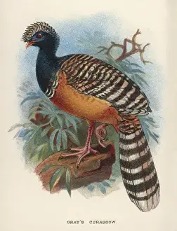 Gray's Curassow Print