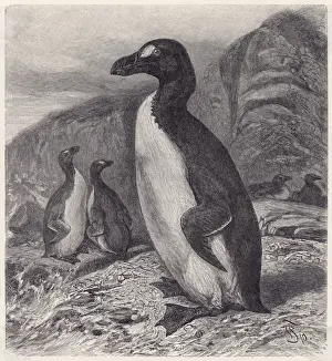 Great Auk Extinct Print: Last Sighting 1844