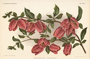 Great bougainvillea, Bougainvillea spectabilis Great bougainvillea, Bougainvillea spectabilis