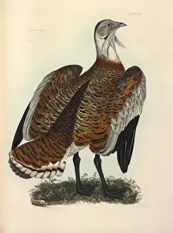 Birds Of Prey Illustration Prints: Great Bustard