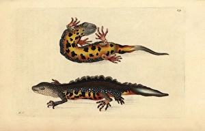 Great crested newt, Triturus cristatus Critically Great crested newt, Triturus cristatus Critically