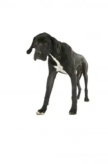 Large Dog Breeds Prints: Great Dane