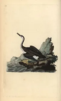 Great northern loon or diver, Gavia immer Great northern loon or diver, Gavia immer