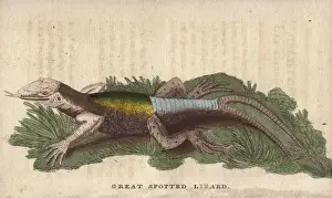 Naturalist Pocket Magazine Prints: Great spotted lizard with a forked or double