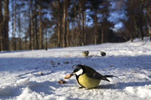 Great Tit - tries to keep warm at -35 degrees celcius Great Tit - tries to keep warm at -35 degrees celcius