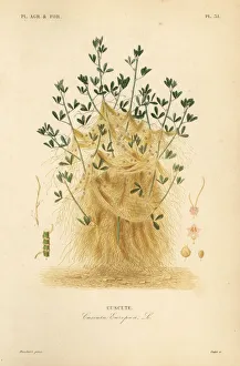 Greater dodder or European dodder, Cuscuta europaea Greater dodder or European dodder, Cuscuta europaea