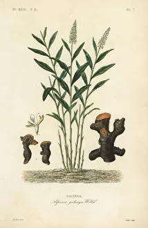 Greater galangal or Thai galangal, Alpinia galanga Greater galangal or Thai galangal, Alpinia galanga
