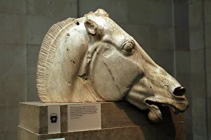 Greece. Athens. Parthenon. Head of horse from the chariot of Greece. Athens. Parthenon. Head of horse from the chariot of